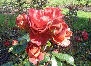 Colourbreak floribunda