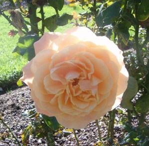 Beach Baby floribunda